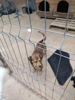 🌷 Nova, Kleines Herz sucht großes Glück 🌷, Mischling - Hündin