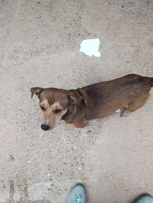 🌷 Nova, Kleines Herz sucht großes Glück 🌷, Mischling - Hündin