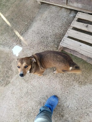 🌷 Nova, Kleines Herz sucht großes Glück 🌷, Mischling - Hündin