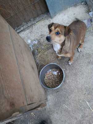 🌷 Nova, Kleines Herz sucht großes Glück 🌷, Mischling - Hündin