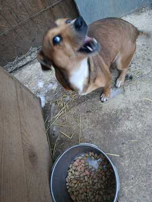 🌷 Nova, Kleines Herz sucht großes Glück 🌷, Mischling - Hündin