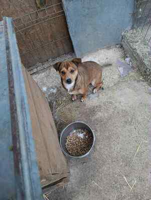 🌷 Nova, Kleines Herz sucht großes Glück 🌷, Mischling - Hündin