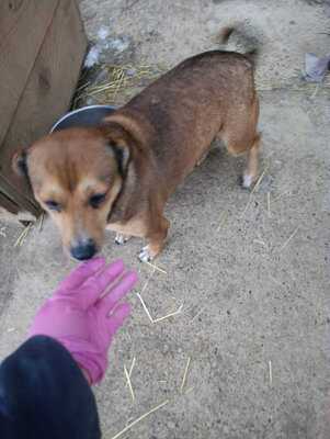 🌷 Nova, Kleines Herz sucht großes Glück 🌷, Mischling - Hündin