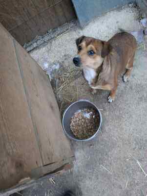 🌷 Nova, Kleines Herz sucht großes Glück 🌷, Mischling - Hündin