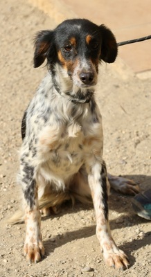 Nova, Setter - Mix - Hündin