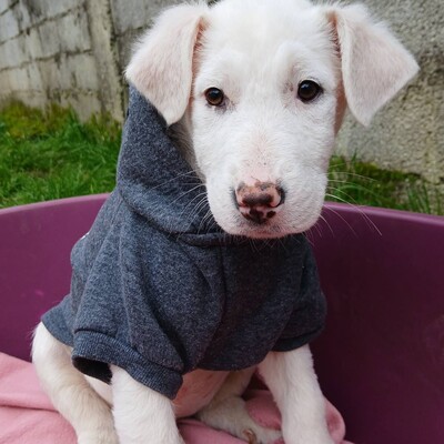 Nova - hat ein ausgeglichenes, sanftes Wesen, Mischling Welpen - Hündin