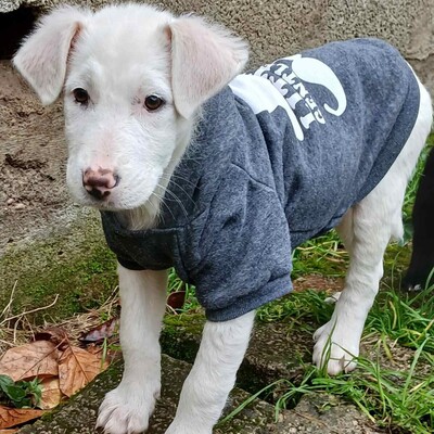 Nova - hat ein ausgeglichenes, sanftes Wesen, Mischling Welpen - Hündin