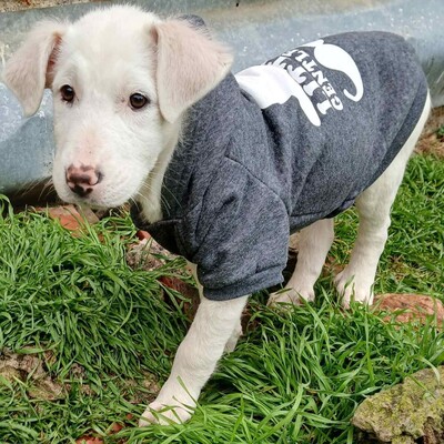 Nova - hat ein ausgeglichenes, sanftes Wesen, Mischling Welpen - Hündin