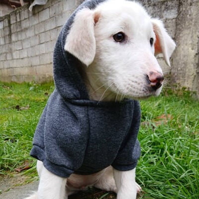 Nova - hat ein ausgeglichenes, sanftes Wesen  🤗/ Reserviert