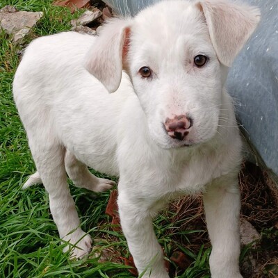 Nova - hat ein ausgeglichenes, sanftes Wesen 🤗/ Reserviert, Mischling Welpen - Hündin