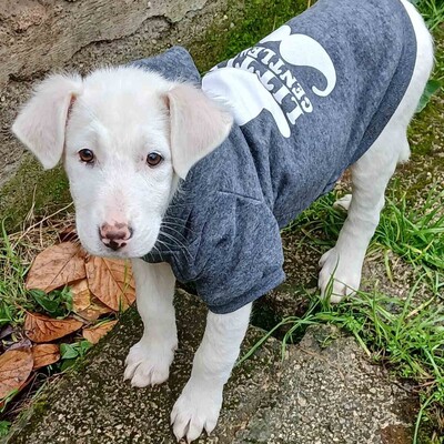 Nova - hat ein ausgeglichenes, sanftes Wesen 🤗/ Reserviert, Mischling Welpen - Hündin