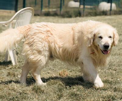 Novak Golden Retriever Rüde braucht geduldiges Zuhause, Golden Retriever - Rüde