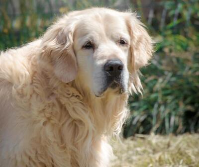 Novak Golden Retriever Rüde braucht geduldiges Zuhause, Golden Retriever - Rüde