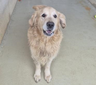 Novak Golden Retriever sucht noch sein Zuhause, Golden Retriever - Rüde