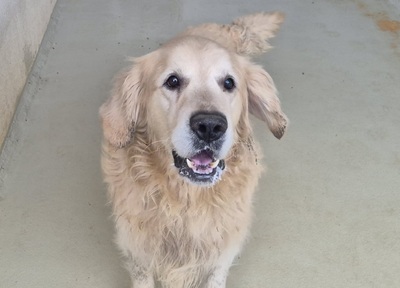 Novak Golden Retriever wartet im Tierheim, Golden Retriever - Rüde