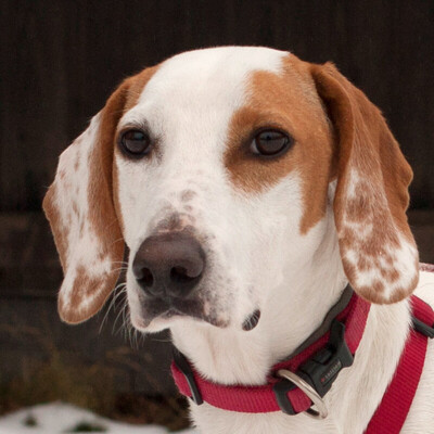 Novel, Mischling - Rüde