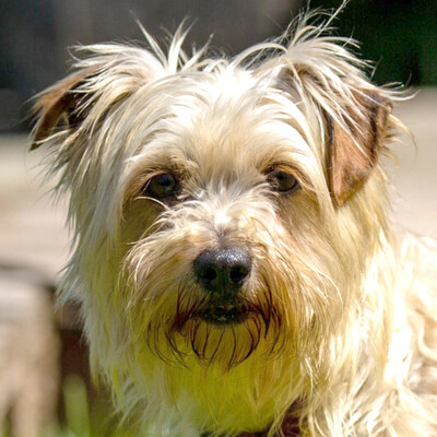 Nudli, Yorkshire-Terrier-Mix - Hündin
