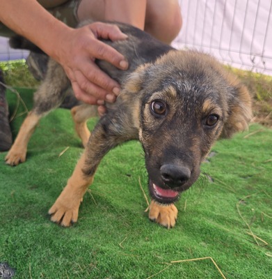 Nuri, Mix Welpen - Hündin