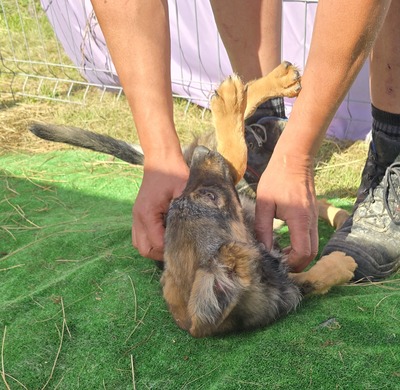 Nuri, Mix Welpen - Hündin