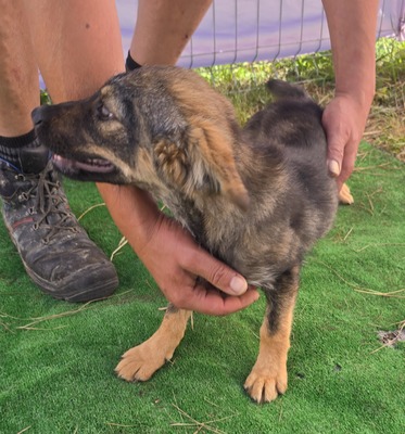 Nuri, Mix Welpen - Hündin