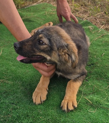 Nuri, Mix Welpen - Hündin