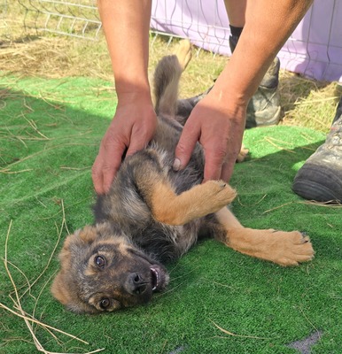 Nuri, Mix Welpen - Hündin