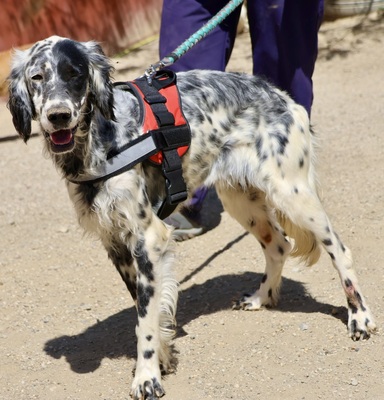 Nut, English Setter - Mix - Rüde