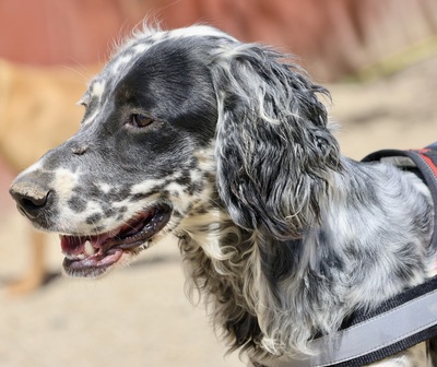 Nut, English Setter - Mix - Rüde