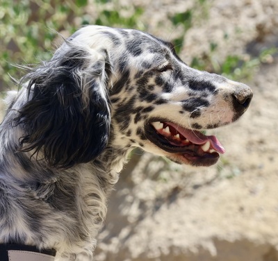 Nut, English Setter - Mix - Rüde