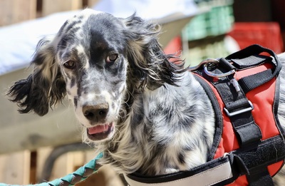 Nut, English Setter - Mix - Rüde