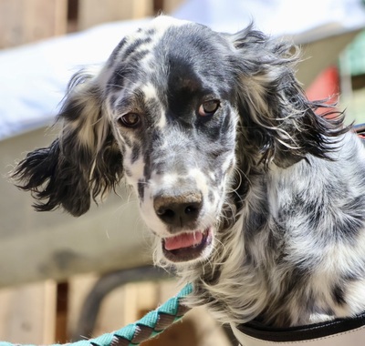 Nut, English Setter - Mix - Rüde