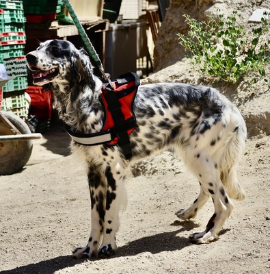 Nut, English Setter - Mix - Rüde