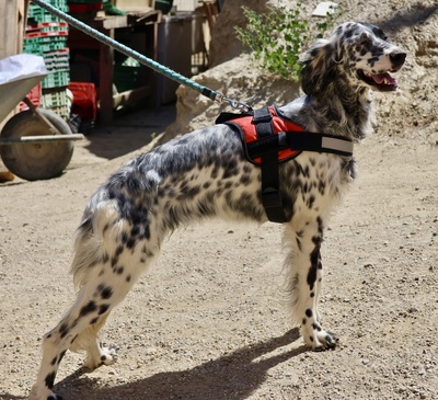 Nut, English Setter - Mix - Rüde