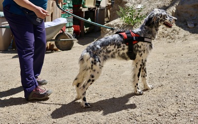 Nut, English Setter - Mix - Rüde