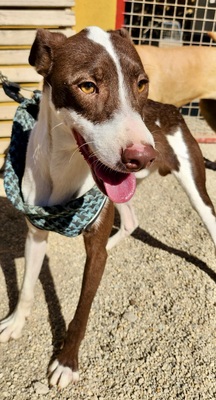 Nutello, Podenco Andaluz - Mix - Rüde