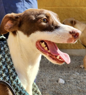 Nutello, Podenco Andaluz - Mix - Rüde