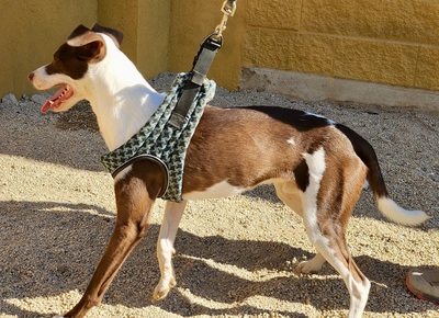 Nutello, Podenco Andaluz - Mix - Rüde