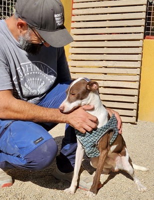 Nutello, Podenco Andaluz - Mix - Rüde