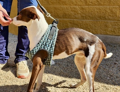 Nutello, Podenco Andaluz - Mix - Rüde