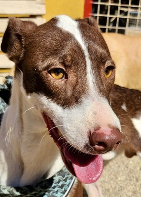 Nutello, Podenco Andaluz - Mix - Rüde