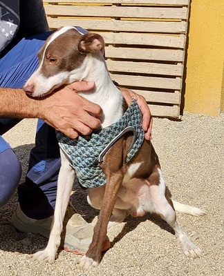 Nutello, Podenco Andaluz - Mix - Rüde