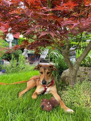 Nuva, Mischling - Hündin