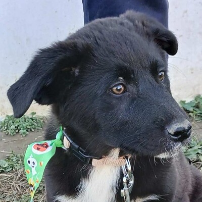 Nyros - ein Hund mit viel Potenzial, der sich eng an seine Menschen binden wird 💕, Mischling Welpen - Rüde