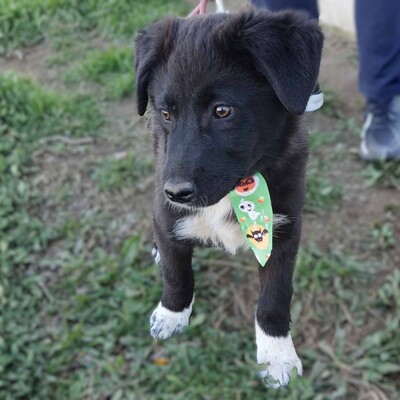 Nyros - ein Hund mit viel Potenzial, der sich eng an seine Menschen binden wird 💕, Mischling Welpen - Rüde