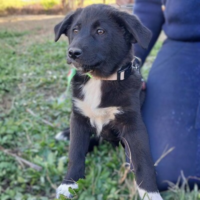 Nyros - ein Hund mit viel Potenzial, der sich eng an seine Menschen binden wird 💕, Mischling Welpen - Rüde