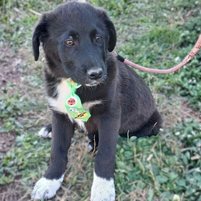 Nyros - ein Hund mit viel Potenzial, der sich eng an seine Menschen binden wird 💕, Mischling Welpen - Rüde
