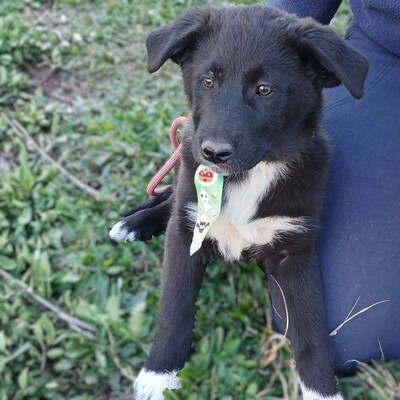 Nyros - ein Hund mit viel Potenzial, der sich eng an seine Menschen binden wird 💕, Mischling Welpen - Rüde