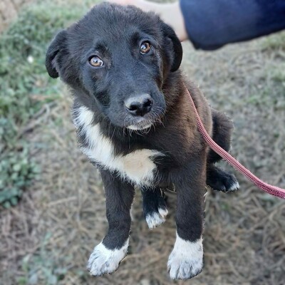 Nyros - ein Hund mit viel Potenzial, der sich eng an seine Menschen binden wird 💕, Mischling Welpen - Rüde