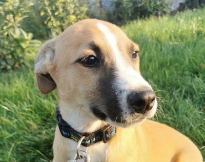 Nyüszögi - Mischling - sucht liebevolles Zuhause, Mischling Welpen - Rüde