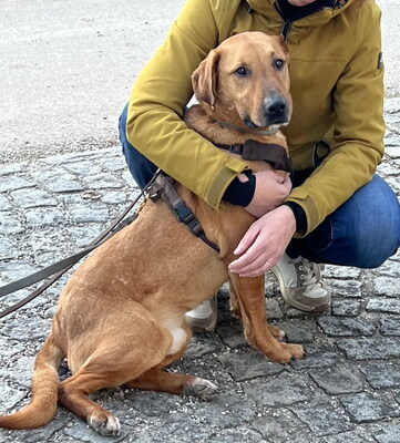 OBERON - sehr freundlich und gutmütig, menschenorientiert, intelligent, kuschelt gern